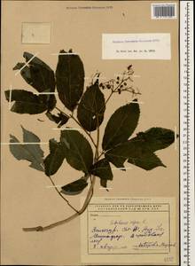 Sambucus nigra L., Caucasus, Armenia (K5) (Armenia)