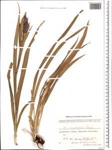 Iris spuria subsp. musulmanica (Fomin) Takht., Caucasus, Azerbaijan (K6) (Azerbaijan)