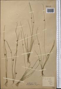 Schoenoplectiella supina (L.) Lye, Middle Asia, Northern & Central Kazakhstan (M10) (Kazakhstan)