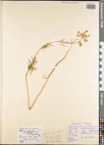 Chaerophyllum bulbosum L., Eastern Europe, Central region (E4) (Russia)