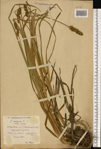 Carex vulpina L., Eastern Europe, Central forest region (E5) (Russia)