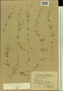 Galium uliginosum L., Eastern Europe, Central region (E4) (Russia)