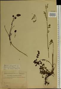 Poterium sanguisorba, Eastern Europe, Central forest-and-steppe region (E6) (Russia)