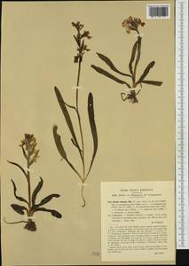 Dactylorhiza romana (Sebast.) Soó, Western Europe (EUR) (Italy)