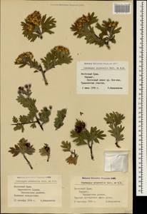 Crataegus orientalis Pall. ex M. Bieb., Crimea (KRYM) (Russia)