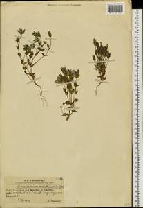 Lomatogonium carinthiacum (Wulfen) Reichenb., Siberia, Altai & Sayany Mountains (S2) (Russia)