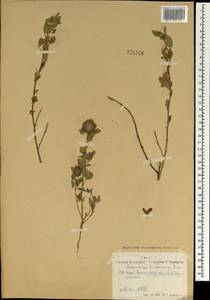 Lespedeza davurica (Laxm.)Schindl., Mongolia (MONG) (Mongolia)