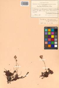 Saxifraga bronchialis var. rebunshirensis (Engl. & Irmsch.) H. Hara, Siberia, Russian Far East (S6) (Russia)