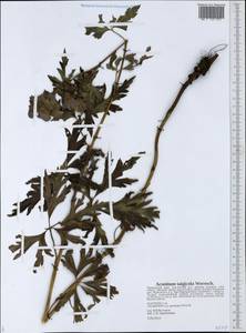 Aconitum jaluense subsp. taigicola (Vorosch.) Vorosch., Siberia, Russian Far East (S6) (Russia)