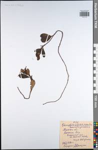 Chimaphila umbellata (L.) W. P. C. Barton, Eastern Europe, Central region (E4) (Russia)