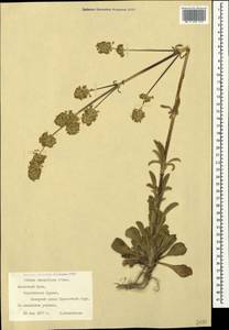 Silene densiflora, Crimea (KRYM) (Russia)