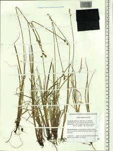 Carex canescens subsp. canescens, Siberia, Russian Far East (S6) (Russia)