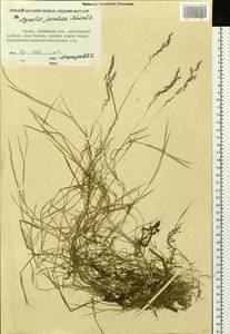 Agrostis stolonifera L., Siberia, Yakutia (S5) (Russia)