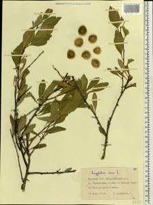 Prunus tenella Batsch, Eastern Europe, Central forest-and-steppe region (E6) (Russia)
