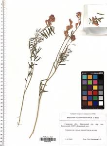 Hedysarum razoumowianum Helm & Fisch. ex DC., Eastern Europe, Middle Volga region (E8) (Russia)