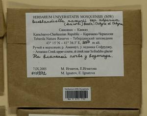 Bucklandiella macounii subsp. alpina (E. Lawton) Bedn.-Ochyra & Ochyra, Bryophytes, Bryophytes - North Caucasus & Ciscaucasia (B12) (Russia)