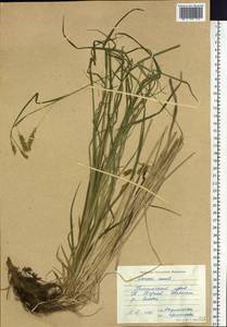 Carex arnellii Christ ex Scheutz, Siberia, Russian Far East (S6) (Russia)