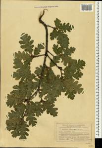 Quercus pubescens Willd. , nom. cons., Crimea (KRYM) (Russia)