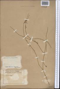 Zygophyllum, Middle Asia, Middle Asia (no precise locality) (M0) (Turkmenistan)