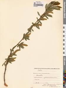 Salix pseudopentandra (Flod.) Flod., Siberia, Chukotka & Kamchatka (S7) (Russia)