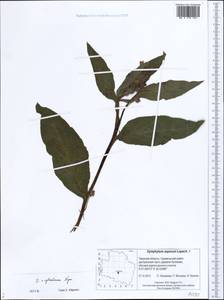 Symphytum ×uplandicum Nyman, Eastern Europe, North-Western region (E2) (Russia)
