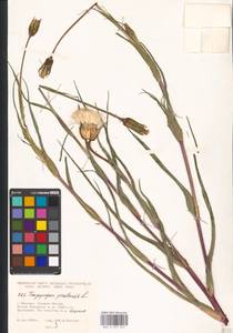 Tragopogon pratensis L., Eastern Europe, Moscow region (E4a) (Russia)