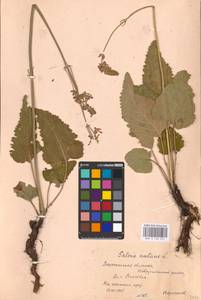 MHA 0 156 231, Salvia nutans L., Eastern Europe, Central forest-and-steppe region (E6) (Russia)