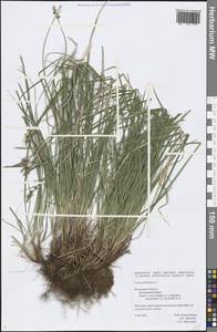 Carex pilulifera L., Eastern Europe, Central region (E4) (Russia)