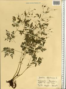 Geranium robertianum L., Eastern Europe, Volga-Kama region (E7) (Russia)