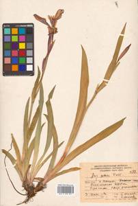 Iris setosa Pall. ex Link, Siberia, Russian Far East (S6) (Russia)