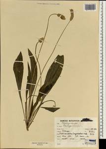 Plantago lagopus L., South Asia, South Asia (Asia outside ex-Soviet states and Mongolia) (ASIA) (Iran)