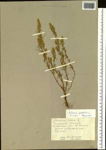 Artemisia palustris L., Siberia, Baikal & Transbaikal region (S4) (Russia)