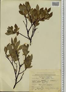 Salix pulchra Cham., Siberia, Chukotka & Kamchatka (S7) (Russia)