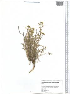 Sterigmostemum caspicum (Lam. ex Pall.) Kuntze, Middle Asia, Caspian Ustyurt & Northern Aralia (M8) (Kazakhstan)