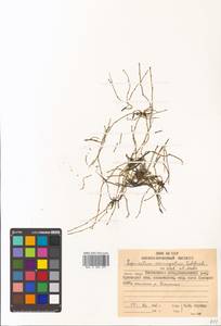 Equisetum variegatum Schleich. ex F. Weber & D. Mohr, Siberia, Chukotka & Kamchatka (S7) (Russia)