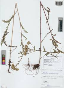 Achillea asiatica Serg., Siberia, Altai & Sayany Mountains (S2) (Russia)