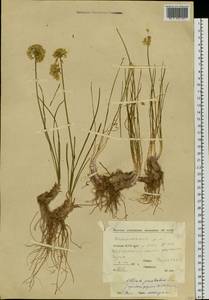 Allium prostratum Trevir., Siberia, Yakutia (S5) (Russia)