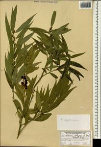 Sarcococca saligna (D. Don) Müll. Arg., South Asia, South Asia (Asia outside ex-Soviet states and Mongolia) (ASIA) (India)