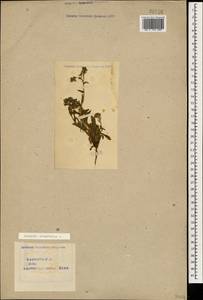 Lycopsis arvensis subsp. orientalis (L.) Kusn., Caucasus, Azerbaijan (K6) (Azerbaijan)