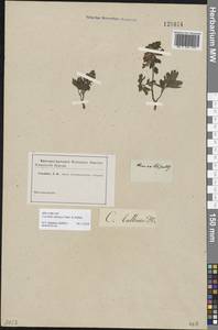 Corydalis ambigua Cham. & Schltdl., Siberia (no precise locality) (S0) (Russia)