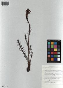 Pedicularis sudetica, Siberia, Altai & Sayany Mountains (S2) (Russia)