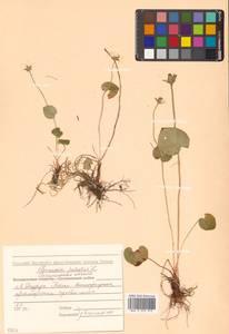 Parnassia palustris L., Siberia, Russian Far East (S6) (Russia)