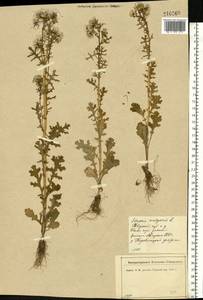 Senecio vulgaris L., Eastern Europe, North-Western region (E2) (Russia)