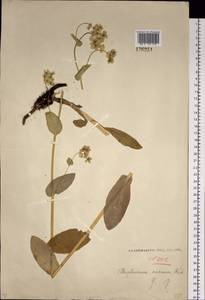 Bupleurum aureum Fisch., Siberia, Baikal & Transbaikal region (S4) (Russia)