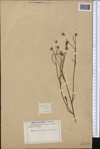 Helminthotheca echioides (L) Holub, Middle Asia, Kopet Dag, Badkhyz, Small & Great Balkhan (M1) (Turkmenistan)