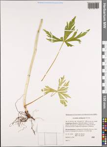 Aconitum ambiguum Rchb., Siberia, Russian Far East (S6) (Russia)