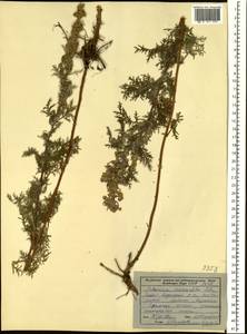 Artemisia macrantha Ledeb., Siberia, Yakutia (S5) (Russia)