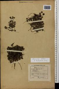 Androsace villosa L., Caucasus, Georgia (K4) (Georgia)