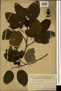 Alnus subcordata C.A.Mey., Caucasus, Azerbaijan (K6) (Azerbaijan)