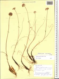 Allium saxatile M.Bieb. , nom. cons. prop., Caucasus, North Ossetia, Ingushetia & Chechnya (K1c) (Russia)